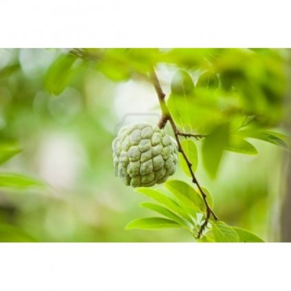 Anona šupinatá - Láhevník (Annona squamosa) semena láhevníku - 5 ks