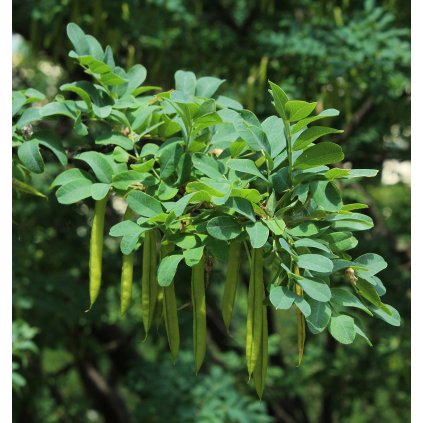 Caragana arborescens fruits