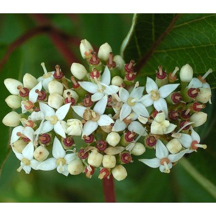 Cornus alba 05 ies