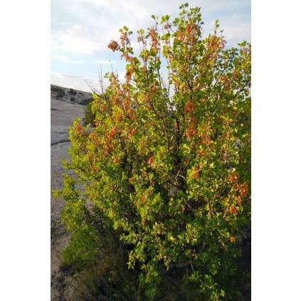 fraxinus anomala 380x760