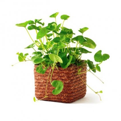 Pupečník asijský - Gotu kola (Centella asiatica) semena pupečníku - 6 ks