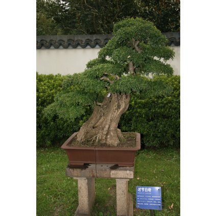 Fraxinus hupehensis penjing