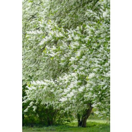 prunus padus 4 380x760