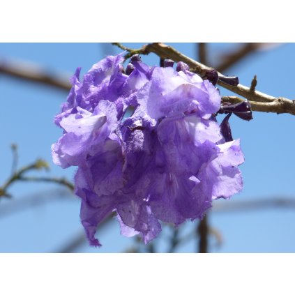 2560px Gualanday (Jacaranda caucana) (14732760400)