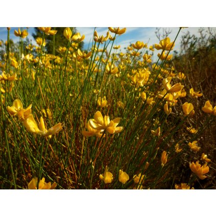 Genista umbellata (2)