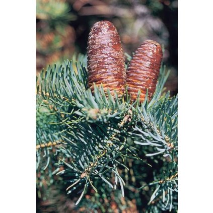 abies concolor glauca 380x760