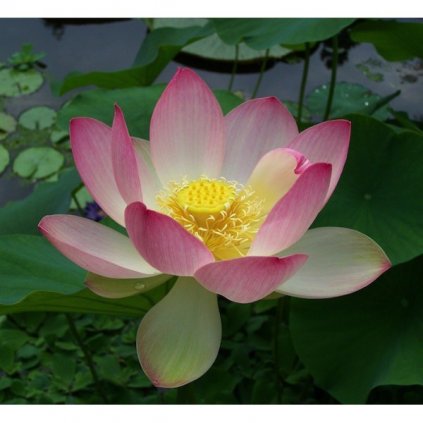 LOTOS INDICKÝ RŮŽOVÝ (NELUMBO NUCIFERA) SEMENA LOTUSU - 2 KS