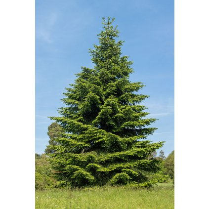 Abies pinsapo var. tazaotana, Wakehurst Place, UK Diliff