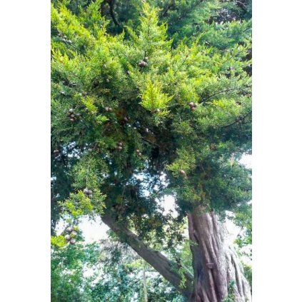 cupressus macrocarpa 1 380x760