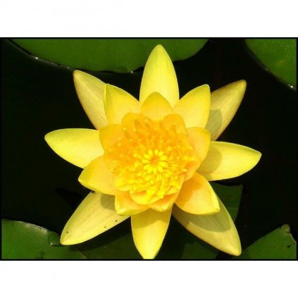 Lotos indický žlutý (Nelumbo nucifera) semena lotusu - 2 ks