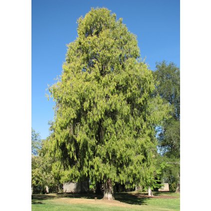 Cupressus funebris 02 (1)