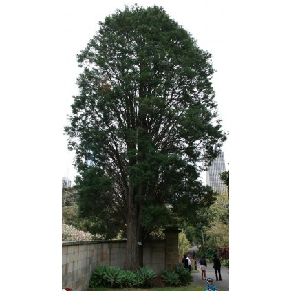 Mexican Cypress