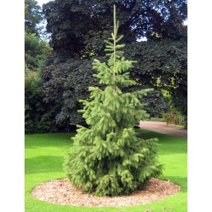 Picea smithiana, RBGE 2008