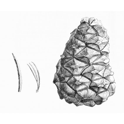 Pinus orizabensis illustration