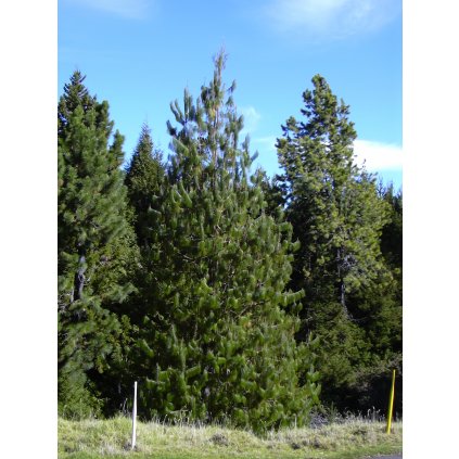 Starr 031214 0025 Pinus patula