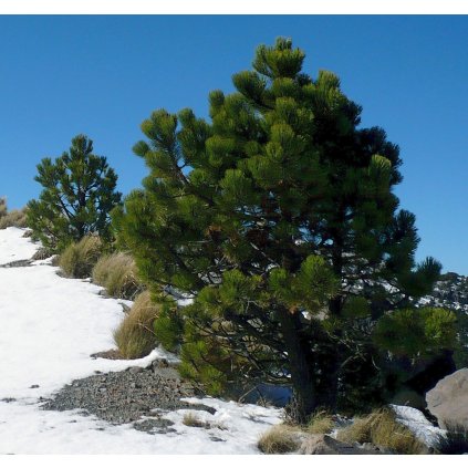 Pinus hartwegii Cofre de Perote (1)