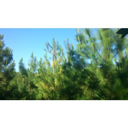 Pinus maximinoi joven