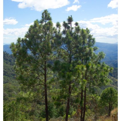 Pinus oocarpa Perkin