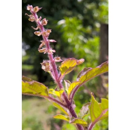 ocimum tenuiflorum krishna tulsi 380x760