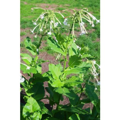 nicotiana sylvestris 2 380x760