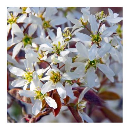 amelanchier canadensis 380x760