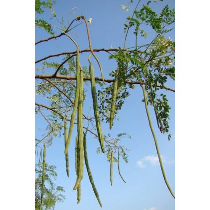 moringa oleifera 2 380x760