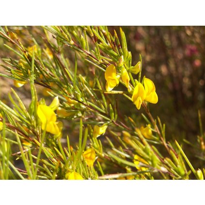 Rooibos (Aspalathus linearis)