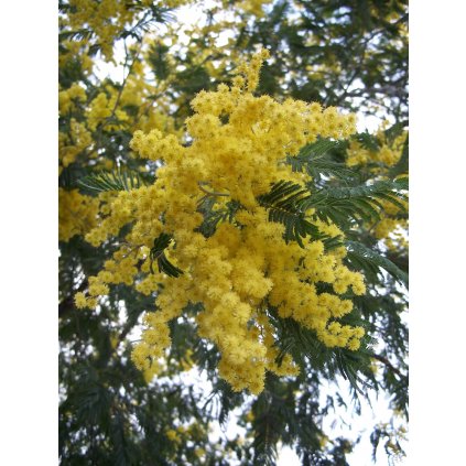 Acacia dealbata 1