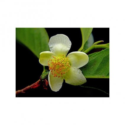 Čajovník čínský - assamský - čaj (Camellia sinensis var. assamica) čerstvá semena čajovníku - 4 ks