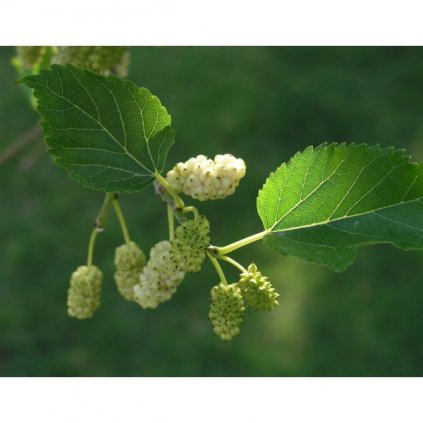 Morušovník bílý (Morus alba) semena moruše - 10 ks