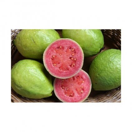 Kvajáva (Psidium guajava) - semena guave, gujáve - 10 ks