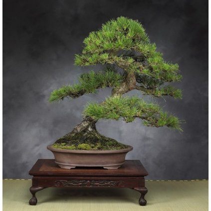 Borovice černá japonská (Pinus thunbergii) - semena borovice - 5 ks
