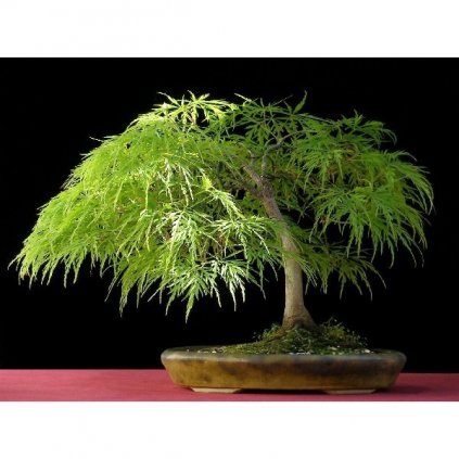 Javor dlanitolistý zpeřený (Acer palmatum dissectum) semena javoru - 3 ks