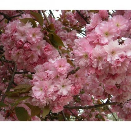 Třešeň pilovitá – sakura ozdobná (Prunus serrulata) - semena sakury - 3 ks