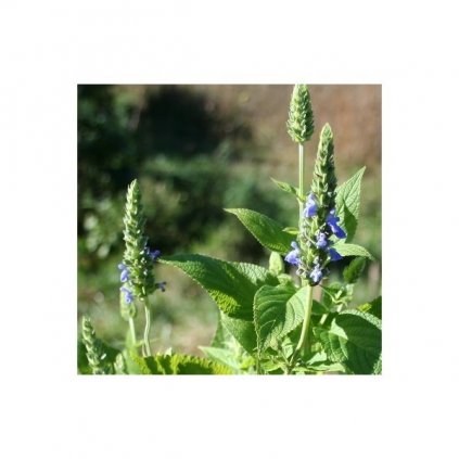 Šalvěj hispánská Chia (salvia hispanica) - semena chia - cca 70 ks