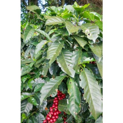 coffea arabica caturra 3 380x760