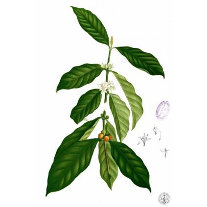 coffea arabica 2 380x760