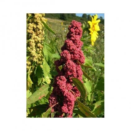Merlík chilský - Quinoa, červená (Chenopodium Quinoa) semena - cca 20 ks