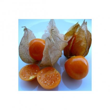 MOCHYNĚ PERUÁNSKÁ (PHYSALIS PERUVIANA) SEMENA MOCHYNĚ - 20 KS