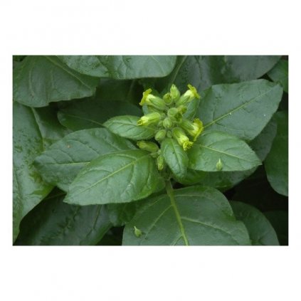Tabák selský (Nicotiana rustica) - semena tabáku - 0,1g cca 300 ks