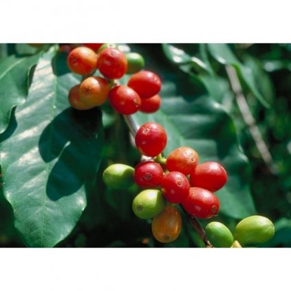 Kávovník arabský zakrslý (Coffea arabica nana) čerstvá semena kávovníku - 5 ks