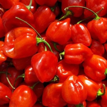 Habanero Red červené, extrémně pálivé chilli papričky - semena čili papriček - 10 ks