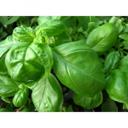 Bazalka pravá velkolistá - Lettuce Leaf - semena bazalky 0,5 g, 450 ks