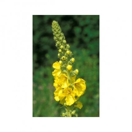 Divizna velkokvětá Zlata - Verbascum densiflorum - semena divizny 3 000 ks, 0,4 g