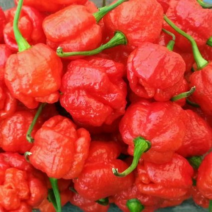 Trinidad Scorpion Moruga, extrémně pálivé chilli papričky - semena čili papriček - 5 ks