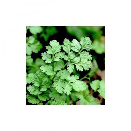 Koriandr setý Hrubčický - Coriandrum sativum - semena koriandru 2 g, 200 ks
