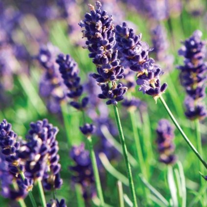 Levandule lékařská - Lavandula angustfolia - semena levandule 0,2 g, 180 ks