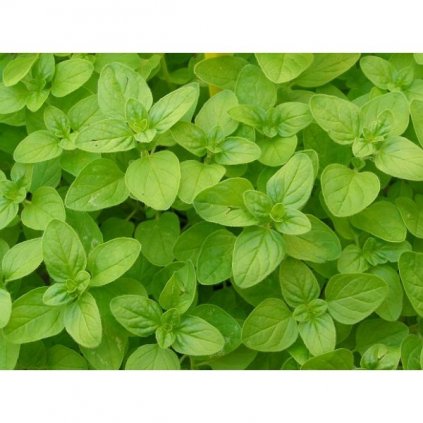 Majoránka zahradní - Origanum majorana - semena majoránky 0,4 g, 2000 ks