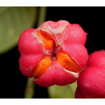 Euonymus europaeus 07 ies (1)