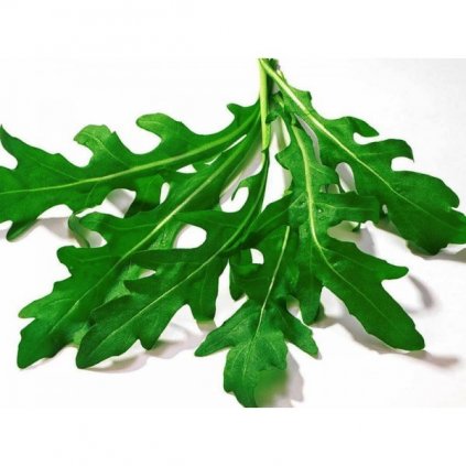 Roketa setá, Rukola - Rucola - semena rukoly 2 g